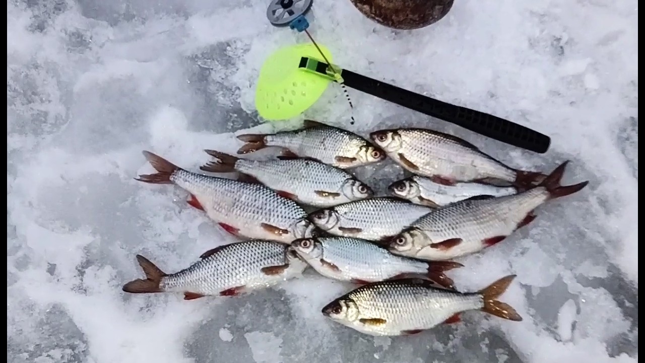 С безмотылкой после обеда спонтанный выезд за плотвой.