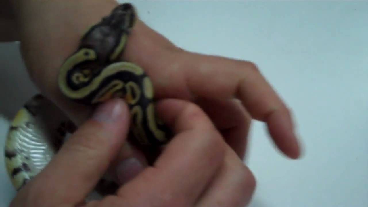 tarantula spider A+ QULAITY PASTEL BALL PYTHON FEMALE!