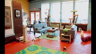 Pounce Play and Stay  Portland's Deluxe Cat Hotel + Pet Care Company