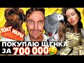 О САБИНЕ, ЛИЗЕ, Т1000 / ПОКУПАЮ ЩЕНКА ЗА 700к / СБРИВАЮ УСЫ И БОРОДУ / КУПИЛИ ВЕДРО ИКРЫ