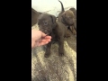 Adorable 24 day old pit bull lab mix puppies