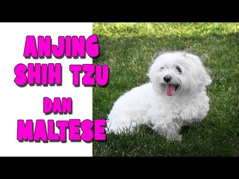 anjing-maltese-dan-shih-tzu-mainan,-a-tribute-to-my-dog-:-kimmy