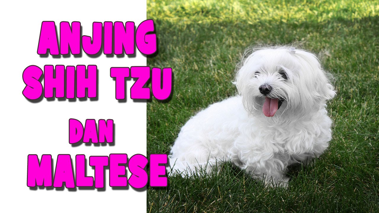 Anjing Maltese Dan ShiH Tzu Mainan A Tribute To My Dog Kimmy