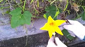 Budidaya Labu Siam Pdf Creator Budidaya Labu Siam Pdf Creator