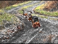 Skyview's Beagles Rabbit Hunting