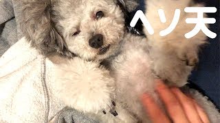 🐶トイプードルのヘソ天。犬のナイトルーティン。【トイプードルのグリィ】【dog】【toy poodle】