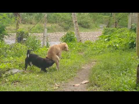 Super Fast Dog Mating