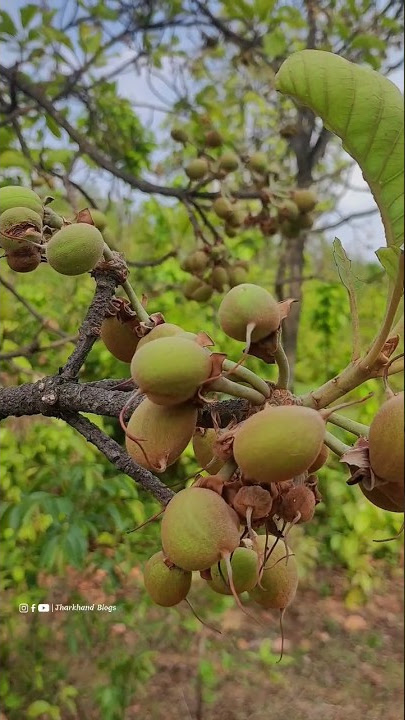 Mahua Fal #jharkhandblogs #nature