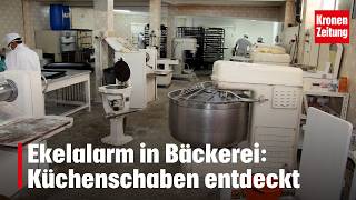 Ekelalarm In Bäckerei Küchenschaben Entdeckt Krone.tv News