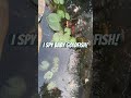 It’s fall and we have baby goldfish in our pond! #backyarddesign #pondfish #autumn #asmrsounds