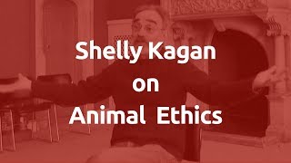Is it okay to kill animals?  Interview with Professor Shelly Kagan