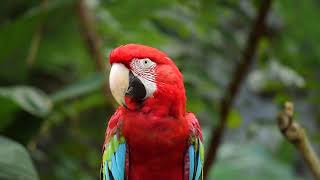 bird-parrot-nature-animal-colorful no copyright videos