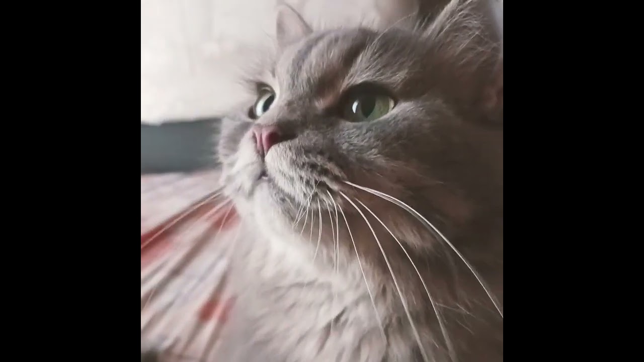 Cutekat 💜 like and subscribe 