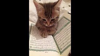 Cats Will Not Walk on The Quran, experiment with 5 cats Cats Will Not Walk on The Quran, experiment with 5 cats