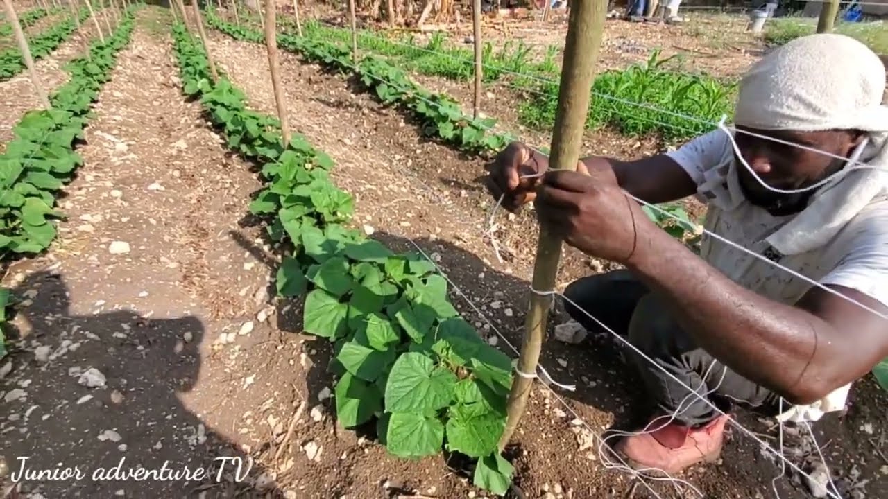 making harbor for the cucumber 🥒