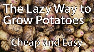 Growing Potatoes the Lazy Way