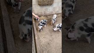Little Pigs