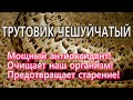 Трутовик чешуйчатый - мощный антиоксидант, который лучше других очищает наш организм!!!