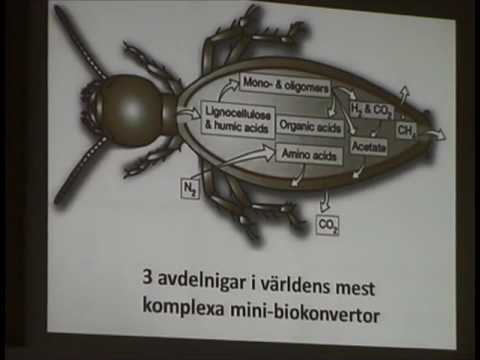 Biomimetik - Djuren lär dig om Skaparen - Pekka Reinikainen