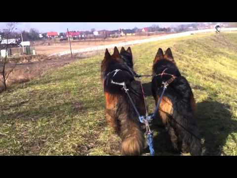 german shepherd sled dog
