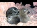 Raccoons On The Hatch