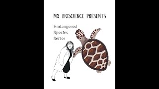 Earth Day Series on Endangered Species: Kemps Ridley Sea Turtle
