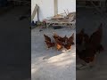 Alegria das galinhas sendo soltas depois de 5 dias de chuva