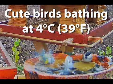 Cute willow tit and blue tit bathing together at 4°C (39°F)