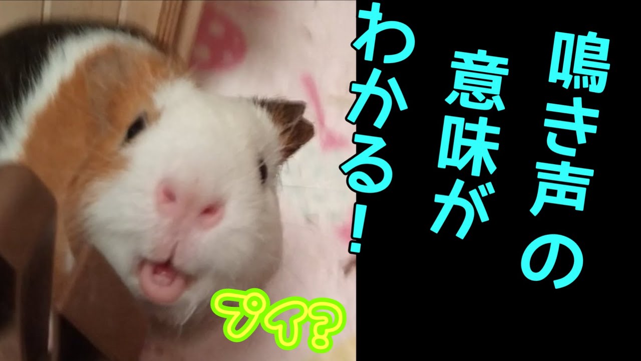 モルモットの鳴き声の意味[鳴き声4種類の意味]