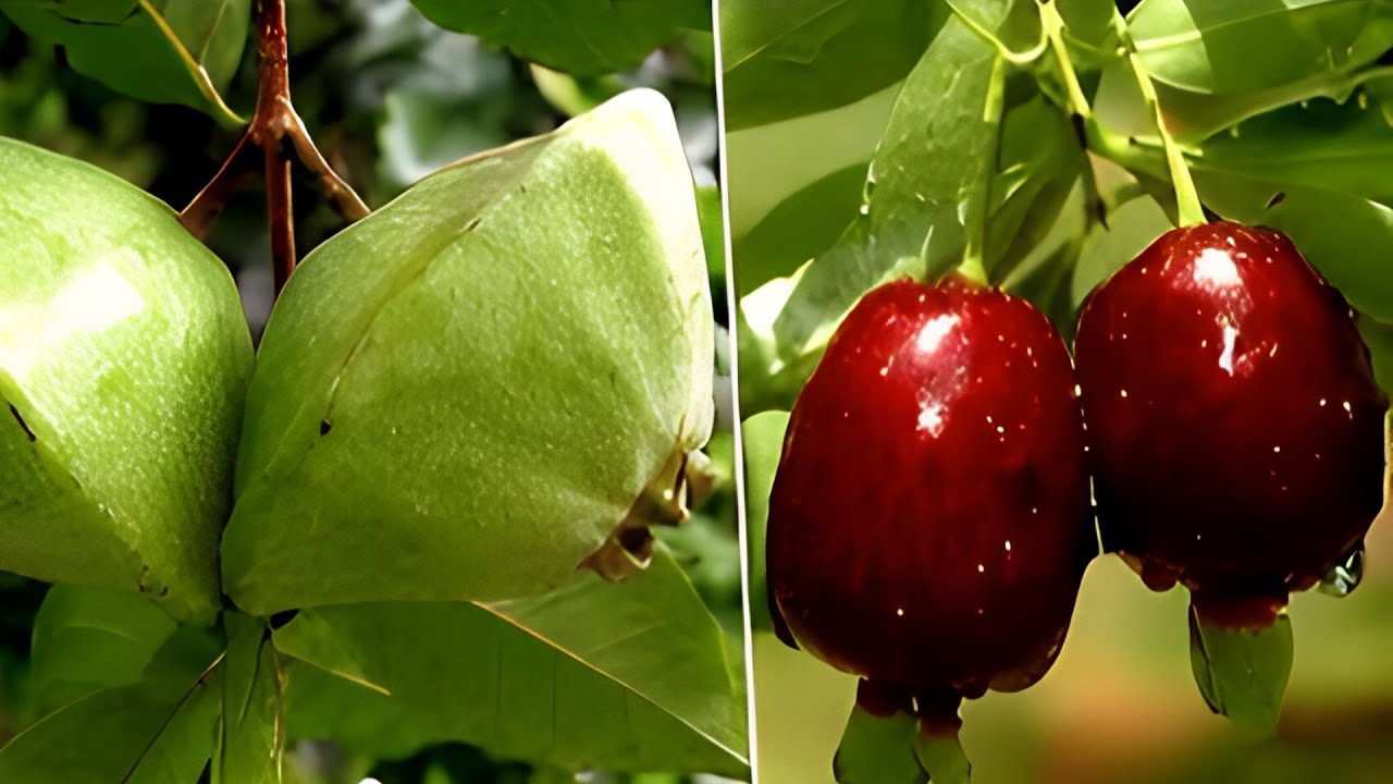 15 Frutas Brasileñas Nativas De La Selva Atlántica Que Te Sorprenderán