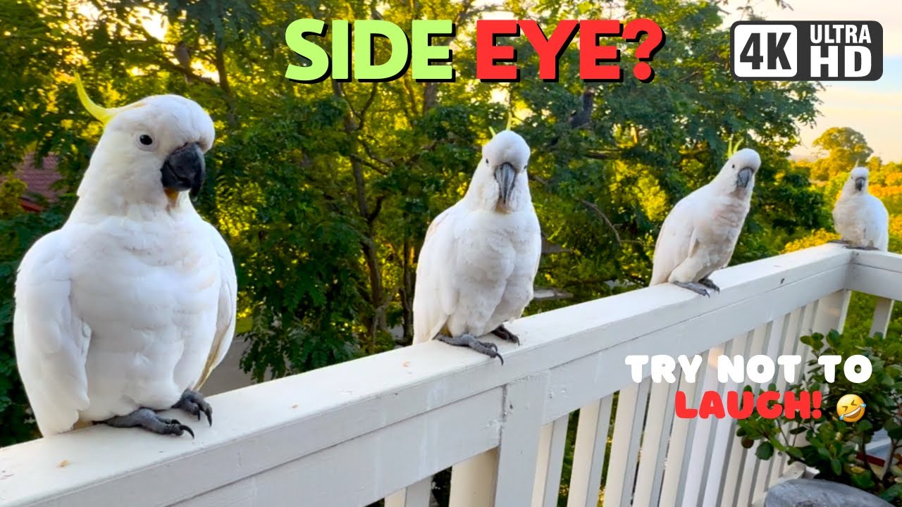 Funny Cockatoo Bird Videos That'll Make You Chuckle!!! 🤣🦜 YouTube