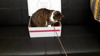Cat in box playing with rope by Cat Therapy 132 views 2 years ago 2 minutes, 18 seconds
