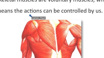 Class 5 Science Skeletal System and Nervous System TS 2