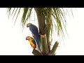 BLUE-AND-YELLOW MACAW couple in the rain (ARA-ARARAUNA), ARARA-CANINDÉ, ARA-ARAUNA.