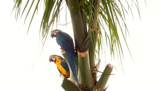 BLUE-AND-YELLOW MACAW couple in the rain (ARA-ARARAUNA), ARARA-CANINDÉ, ARA-ARAUNA.