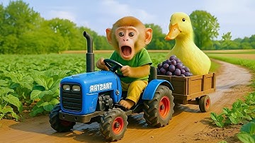 Baby Monkey Drives Tractor to Find Lost Duckling 🦆 – A Touching Story 🐒