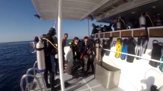 Scuba Monkey Red Sea 2016