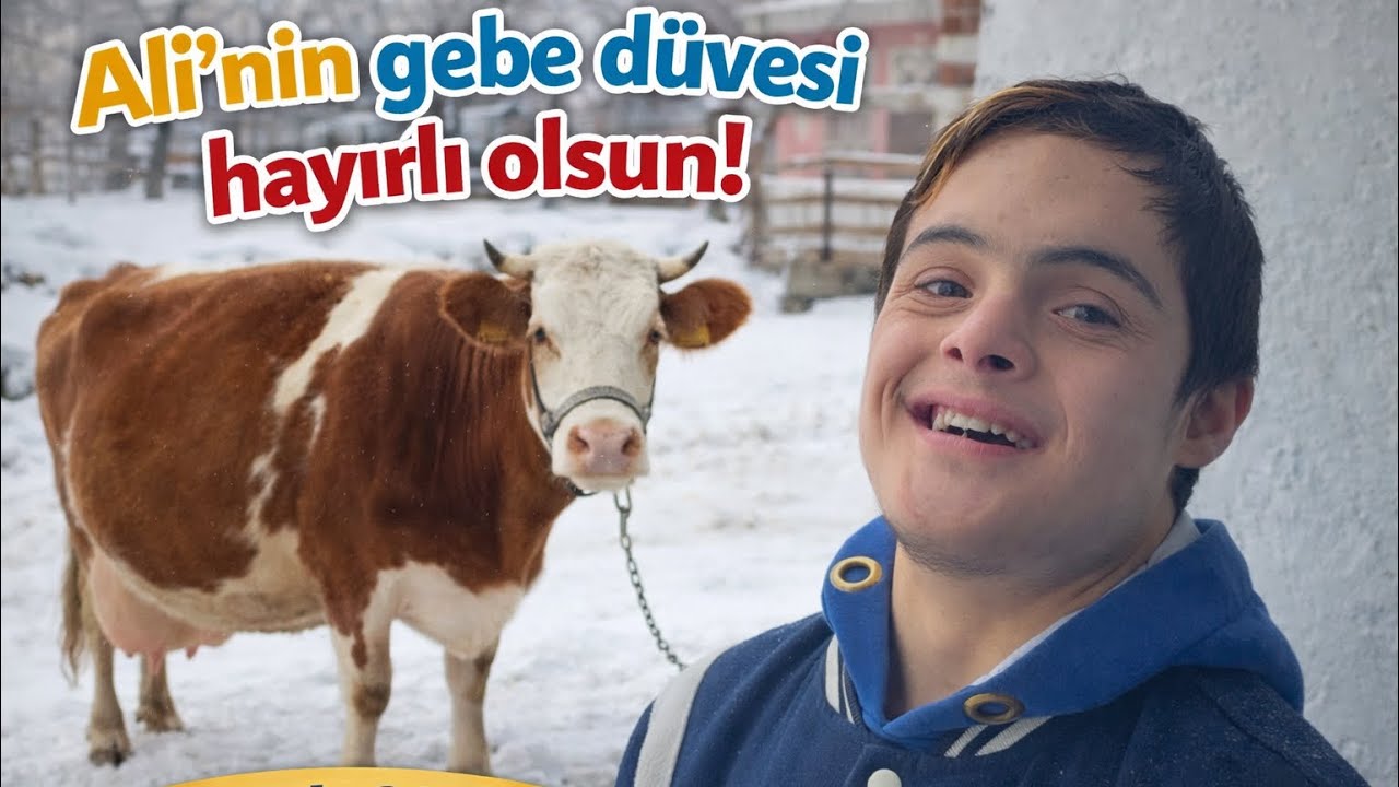 İNEK TİCARETİ ZOR ŞARTLARDA (inek aldık düve verdik)