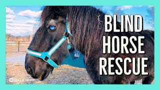 Blind Horse and Her Seeing Eye Buddy Saved From Euthanasia