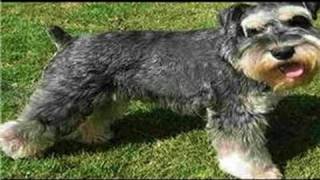 Finding & Breeding Dogs : What Age Can I Breed My Schnauzer?