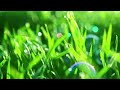 In every healing, there is growth 🎷 Peaceful Wind ~ Positive Morning [ Lofi Hip Hop - Lofi Music ]