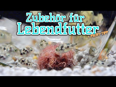 Video: Aufzucht Von Wasserflöhen Als Lebendfutter Für Ihre Fische - Aquarium Cladocera