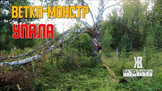 видео: Береза-великанша сломалась! Срочный авральный распил на дрова. ЖКВ Саморучка картинка: Береза-великанша сломалась! Срочный авральный распил на дрова. ЖКВ Саморучка