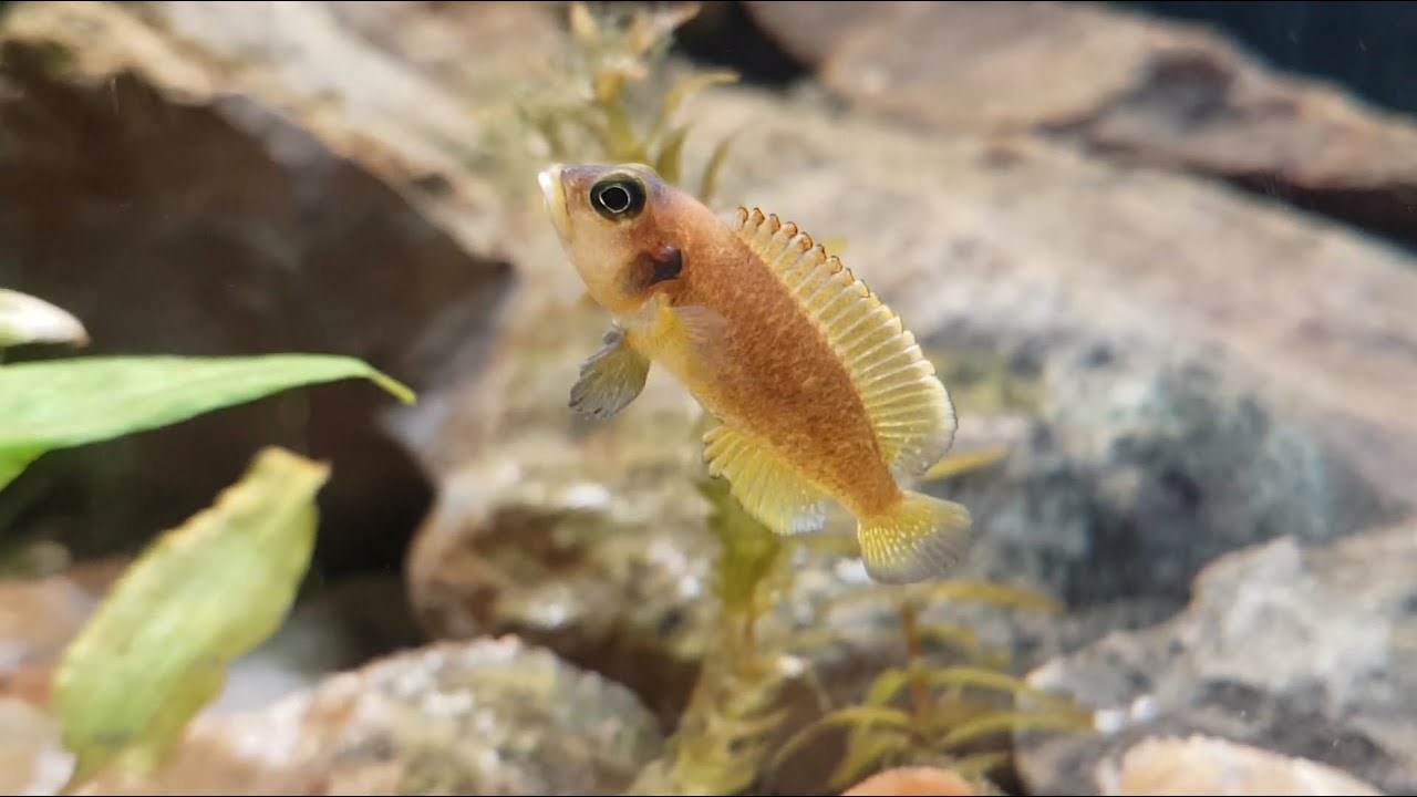 Female Lamprologus Ocellatus gold take care of his fry YouTube