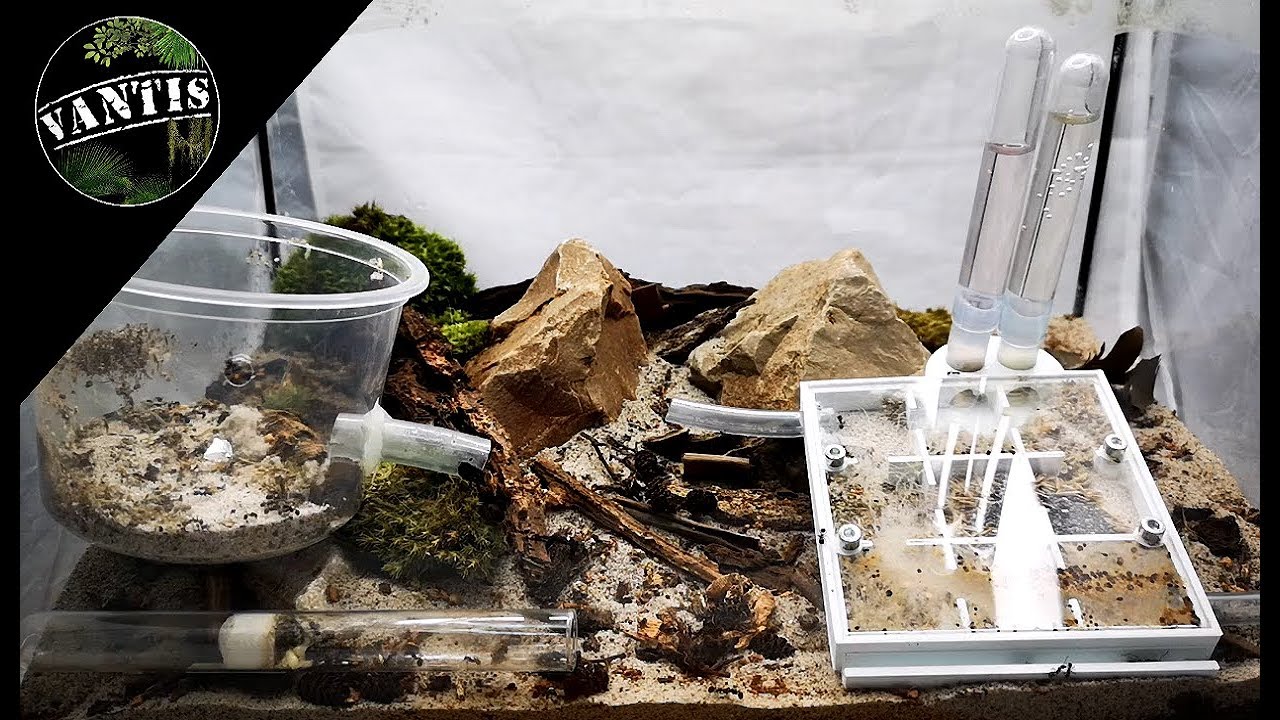Messor barbarus w naturalnym vivarium