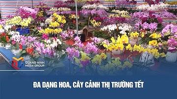 Đa dạng hoa, cây cảnh thị trường Tết
