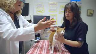 Veterinarian In Westminster, CA | Amigo Animal Hospital |