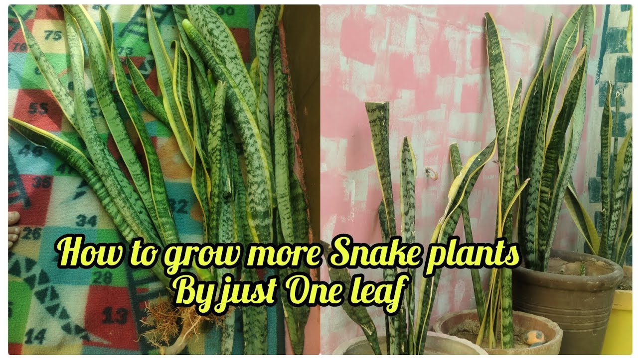 How To Grow More Snake Plants In Easy Way how To Separate Baby Snake how-to-grow-more-snake-plants-in-easy-way-how-to-separate-baby-snake
