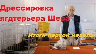 Дрессировка ягдтерьера Шера. Итоги первой недели Дрессировка ягдтерьера Шера. Итоги первой недели