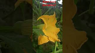 This simple trick doubled my pumpkin yeild!!#pollination #organic🏡#viral shorts#garden#ytshorts 💚🫶